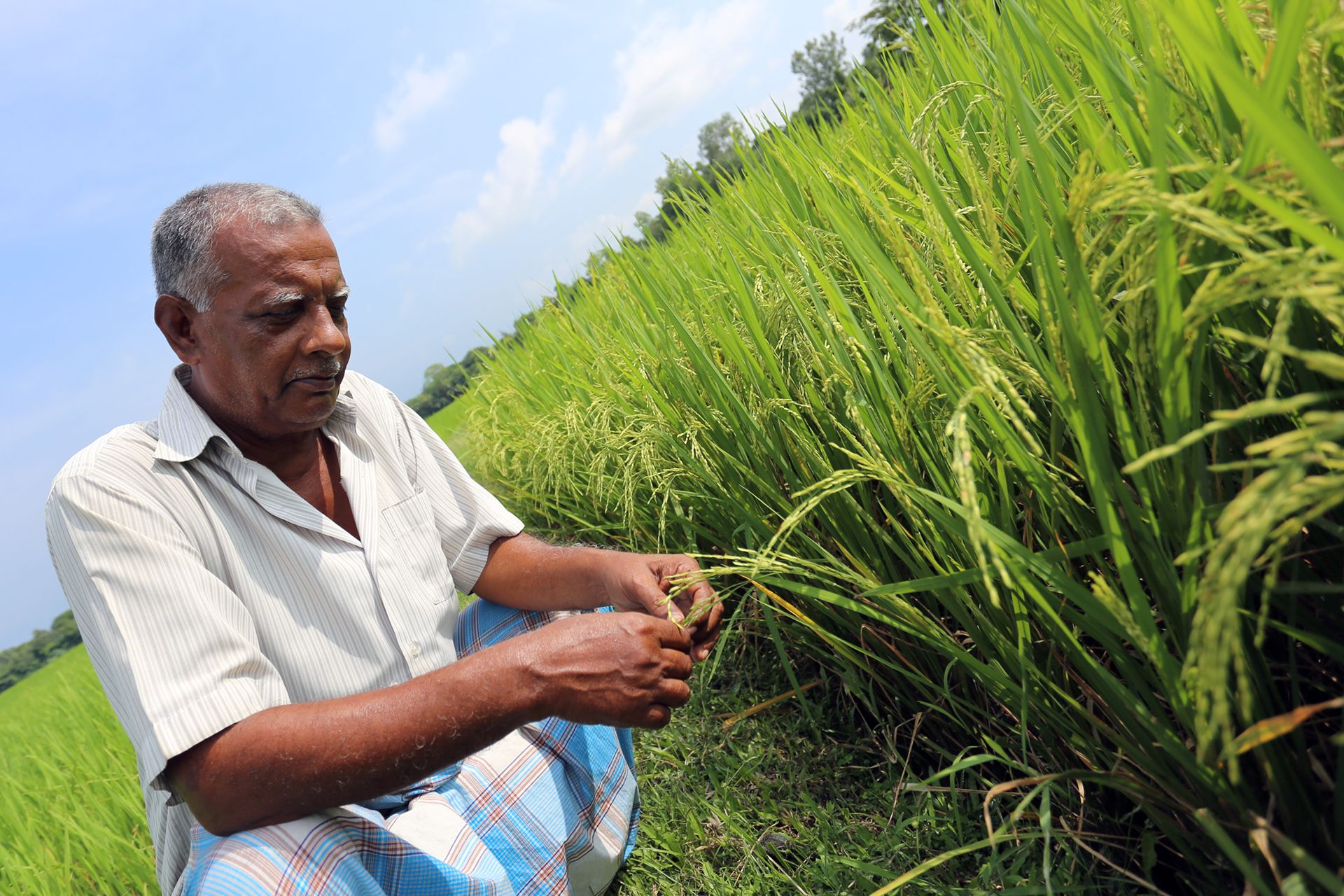 Bangladesh Improves Harvests Using Nuclear Science