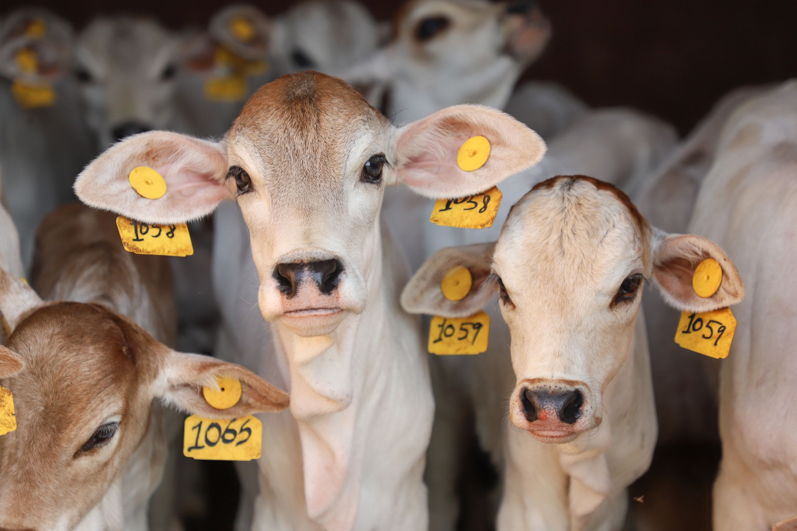Photo credit: FAO/Michael Tewelde