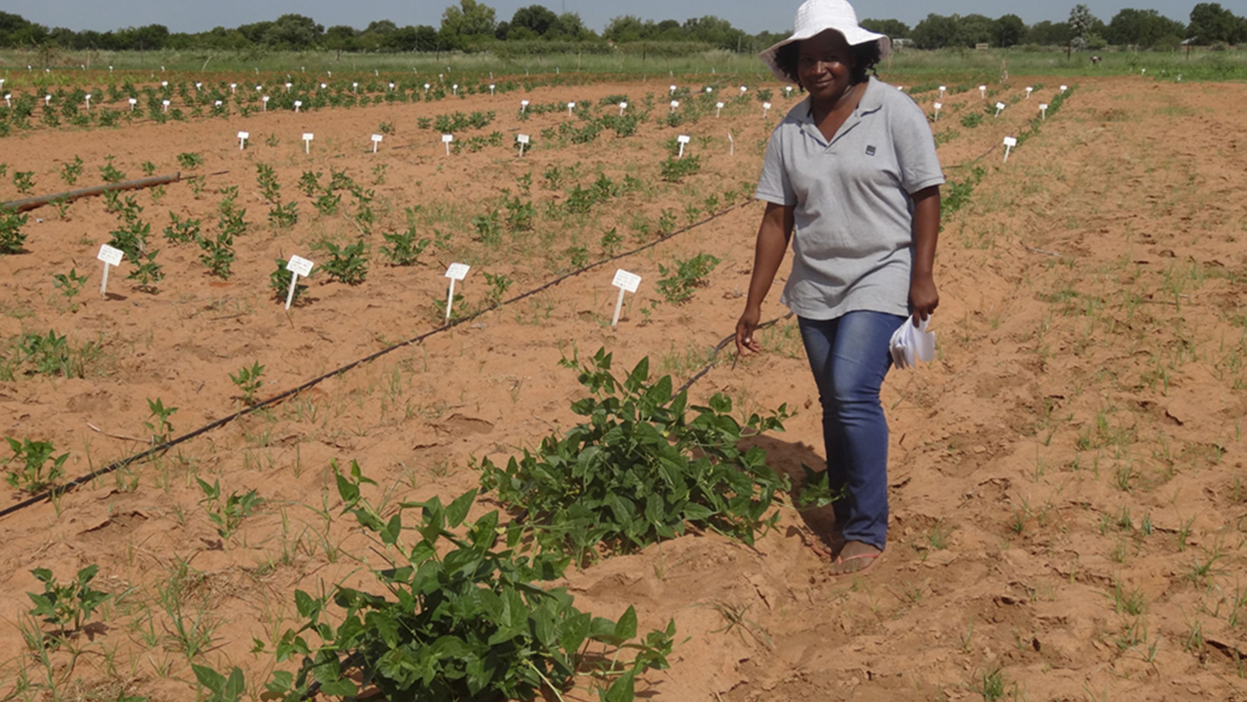 Namibia conserves water and improves harvests using nuclear science